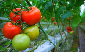 Manfaat Buah Tomat untuk Darah Tinggi 